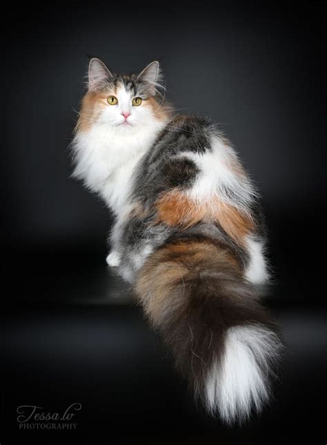 Norwegian Forest Cat Adoption