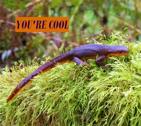 You're Cool - Small Photograph by Gallery Of Hope | Fine Art America