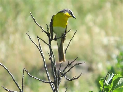 Yellow Bird Wild Long Beak Unique Rare Bird