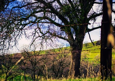 Lush Green Field With Trees And A Hillside In The Background Stock