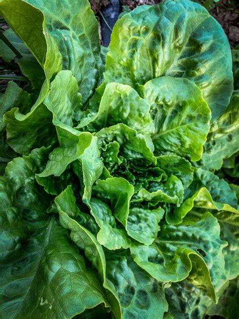 Buttercrunch Lettuce The Plant Good Seed Company