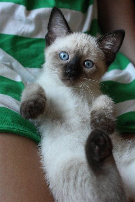 Siamese Cats Facts Siamese Kittens Cat Facts Cats Meow Kittens