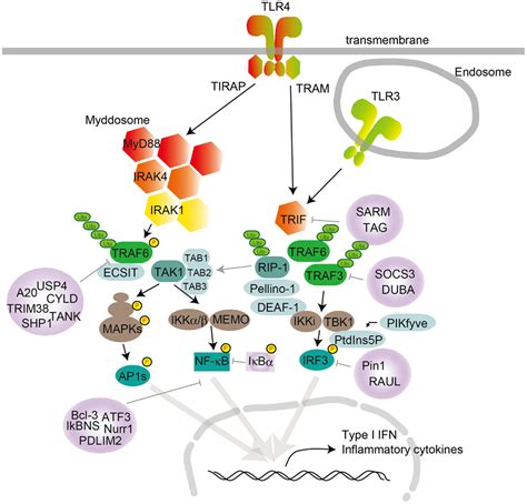 Frontiers Toll Like Receptor Signaling Pathways