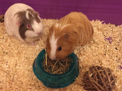 Two Lovely Male Guinea Pigs For Sale Guinea Pig For Sale Near Me In