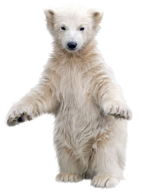 Polar Bear Brown Bear Clip Art Polar Bear Png Download 18272500