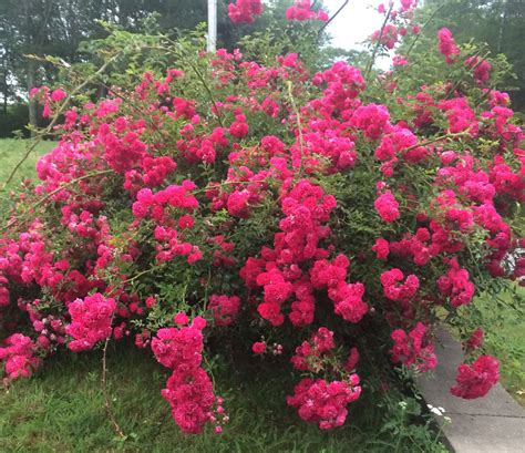 Rose Bushes Front Yard Garden Plant
