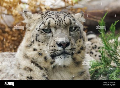 Close Up Portrait Of Snow Leopard Stock Photo Alamy