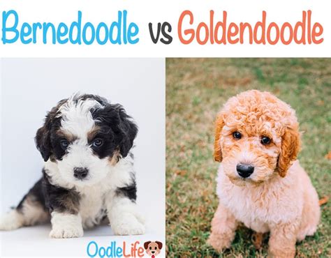 💕 follow us @goldenstarfamilypuppies to see more of them! Bernedoodle VS Goldendoodle - How To Decide Which Puppy