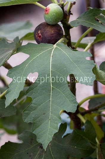 Most nurseries that sell fruit trees sell grafted fruit trees. Which fruit trees can be grafted with other species? Can ...