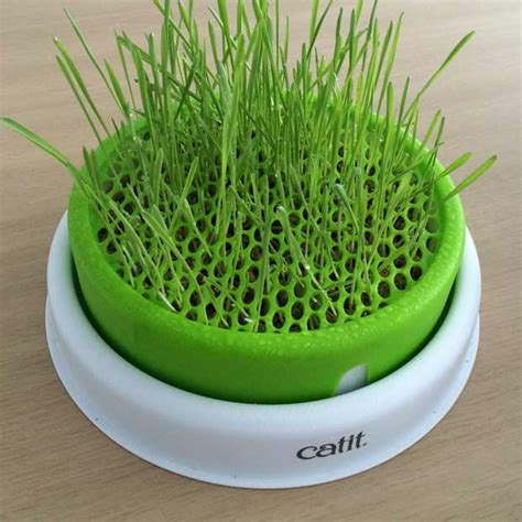 And seeds cat grass at home. Senses 2.0 Grass Planter - Getting Started - Catit