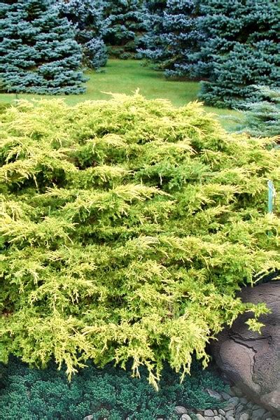 Buy Gold Lace Juniper Free Shipping 1 Gallon Size Pots Plants For
