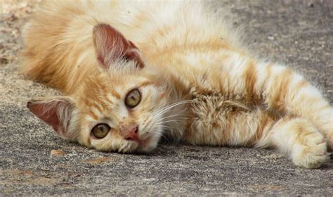 Free Images Street Cute Looking Young Relax Kitten Nose