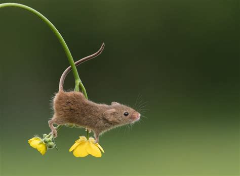 Adorable Photos Of Tiny Harvest Mice Joyfully Playing In Nature In 2020