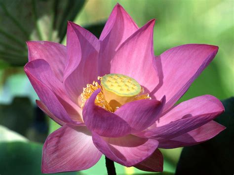 Purple Lotus Flower Flower Hd Wallpapers Images Pictures Tattoos