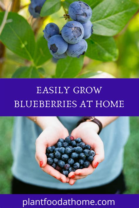How To Grow Blueberries Planting Caring And Harvesting Grow