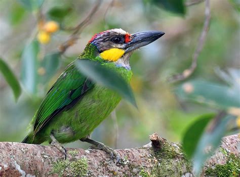 Set amidst lush tropical rainforest at 2,500 feet above sea level in pahang, the bukit tinggi highlands provide pleasant breaks and refreshing retreats, especially from the hot and humid climate all year round. The Life Journey in Photography: Gold-whiskered Barbet ...