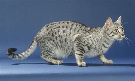 12 Cats That Look Like Leopards With Pictures