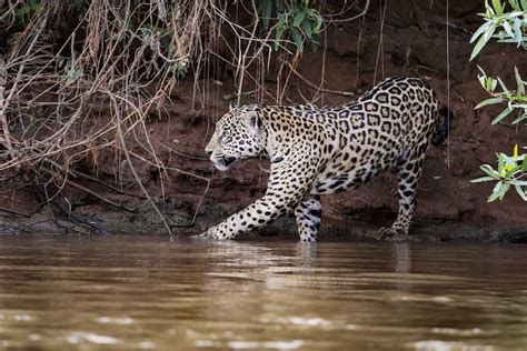 Darien Gap Jaguar Expedition