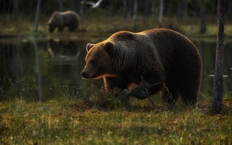 Bear Is Standing On Green Grass Field Near Water Hd Animals Wallpapers
