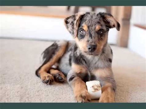 Sires and dams genetically tested. Australian Shepherd Mix Puppies | Set Of Dogs & Dog Breed ...