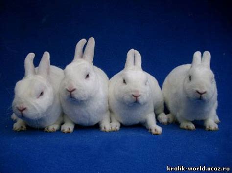 Белый кролик все о белых кроликах купить белого кролика