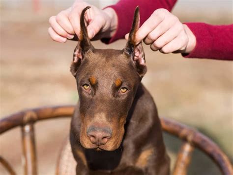 Are Doberman Pinschers Ears Naturally Pointed