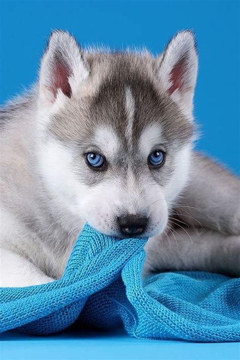 Deep As The Ocean Dogs With Absolutely Mesmerizing Blue Eyes Cute