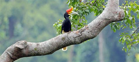 Naturetrek Wildlife Holidays Peninsular Malaysia