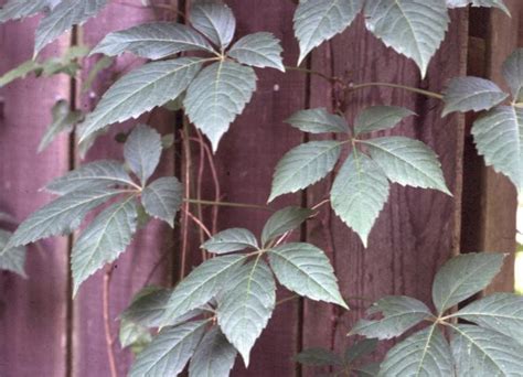 Online Plant Guide Parthenocissus Quinquefolia Virginia Creeper