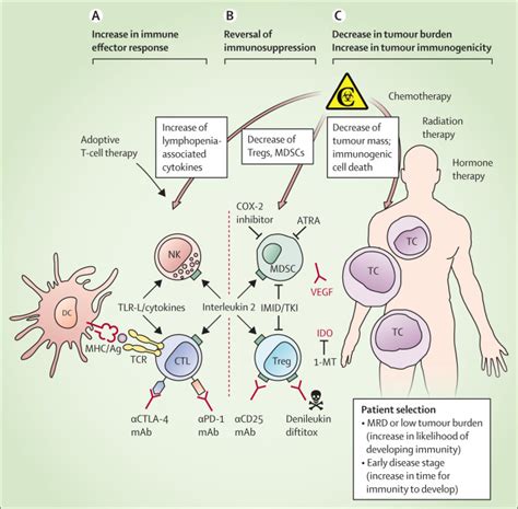 Clinical Use Of Dendritic Cells For Cancer Therapy The Lancet Oncology