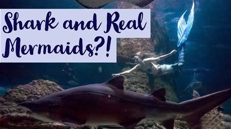 Sharks Swim With Real Mermaids Youtube