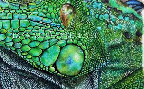 Iguana Colored Pencil Art Original Art Hand Drawn Colorful Etsy