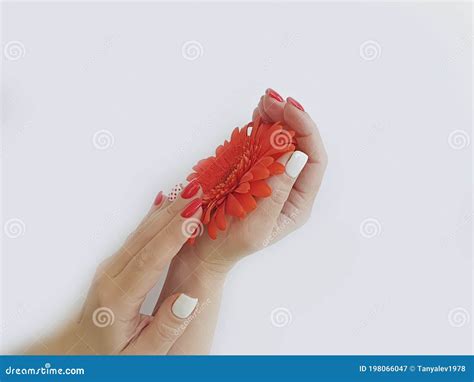 Female Hand Manicure Gerbera Flower Fashion Polish Health Stock Image Image Of Beauty
