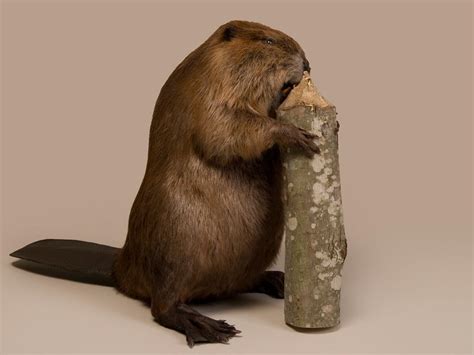 stuffed beaver trophy mount