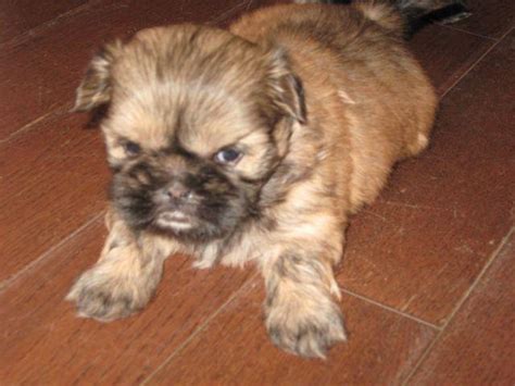 Teddy Bear Shih Tzu Puppies For Sale For Sale In Antrim New Hampshire
