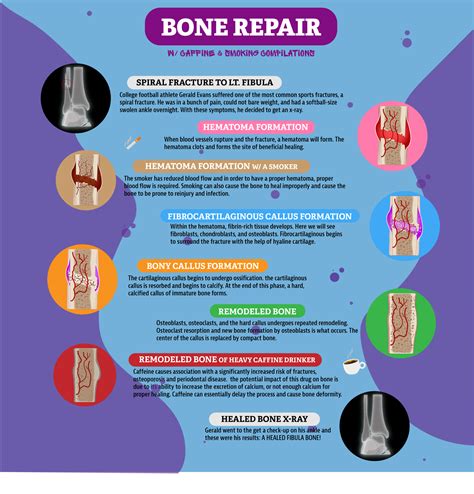 Bone Repair Process Human Steam