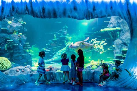 Sydney Attractions Pass Mit Sea Life Sydney Aquarium