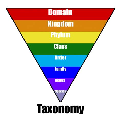 What Is Taxonomy Examples Levels And Classification Byjus Porn Sex