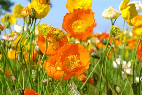 We did not find results for: Iceland poppy | Backyard flowers, Nature beauty, Flowers