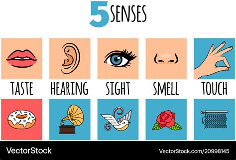 Five Senses Royalty Free Vector Image Vectorstock