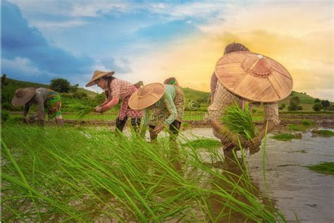 Farmer Farming In Rice Field Editorial Stock Image Image Of Plant