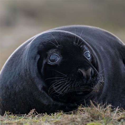 Rare Black Seal Pups Spotted At Blakeney Norfolk
