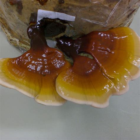 reishi ling zhi ganoderma lucidum china strain reinkultur für die biologische pilzzucht