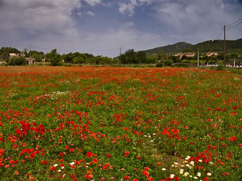 Mohnblumenfeld Poppy Field Achim 51 Flickr