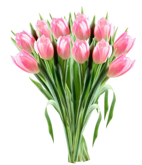 Tulip Flower Clip Art Pink Tulips Transparent Png Clipart Picture Png