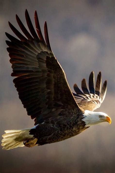 √ 11 Types Of Eagles In The World With Awesome Pictures Pet Birds