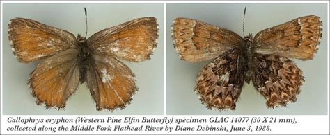 Western Pine Elfin Glacier National Park Butterflies And Moths