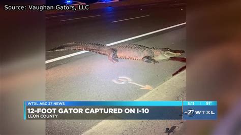 12 foot 463 pound gator hit by semi truck on i 10 in leon county