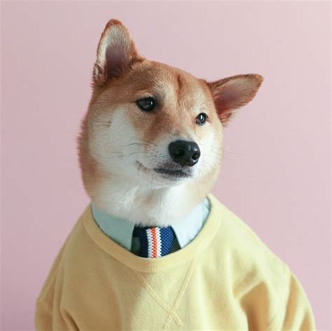 Menswear Dog Book The Coolector