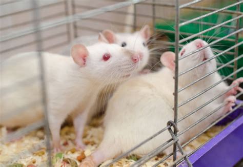 Laboratory Rats Stock Photos Pictures And Royalty Free Images Istock